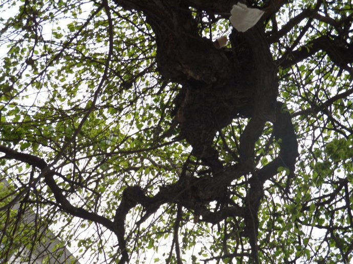 黑榆的分布范围