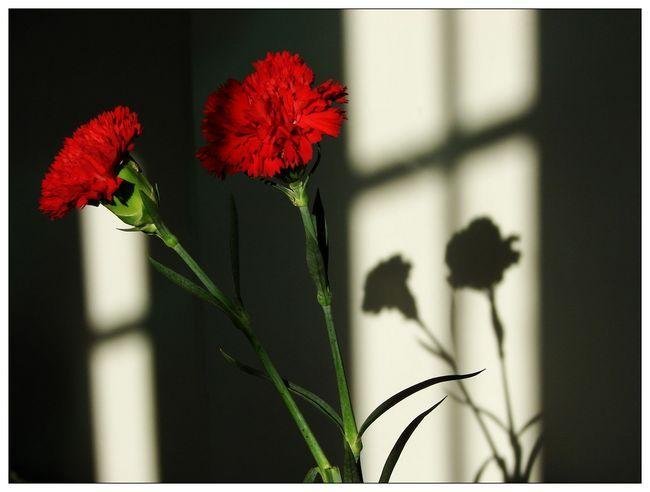 两生花是什么意思？