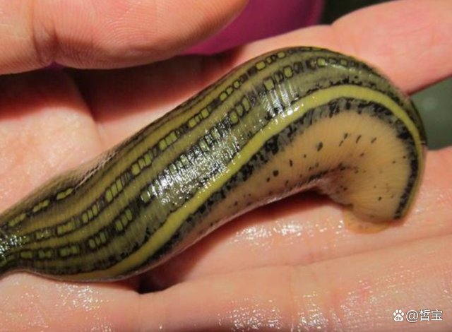 农村老人说，野外捉过山峰的时候带上几只蚂蝗，这是什么意思？