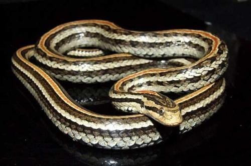这个是什么蛇种？