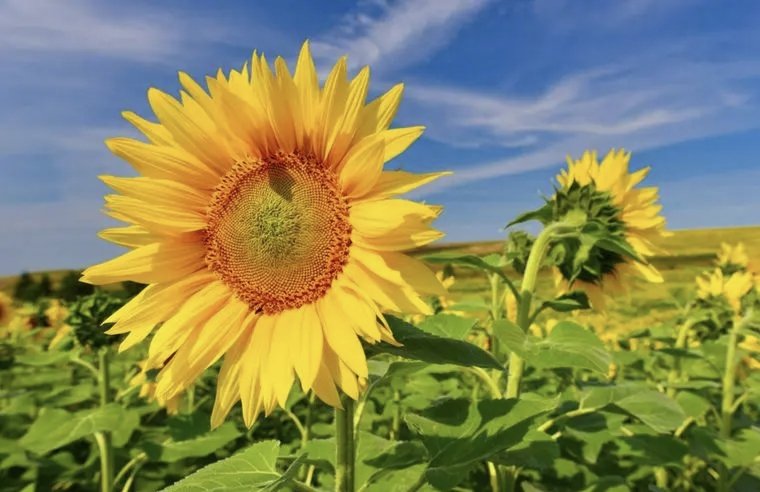 高考送向日葵啥意思