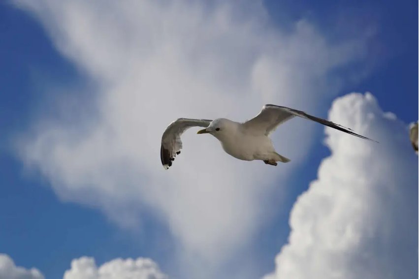 feel free什么意思