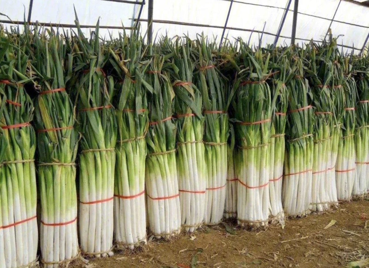 我国那个省份被称为葱省