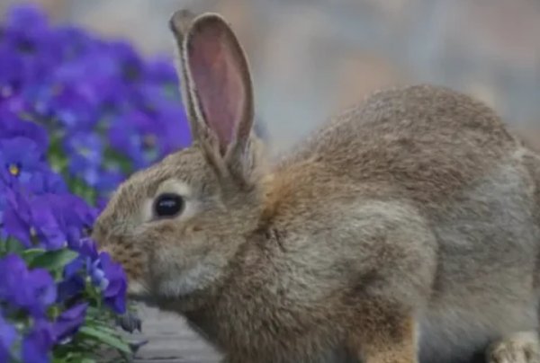 故家子弟是什么动物?