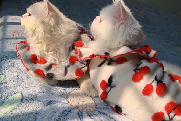 囝囝囡囡读音是什么？