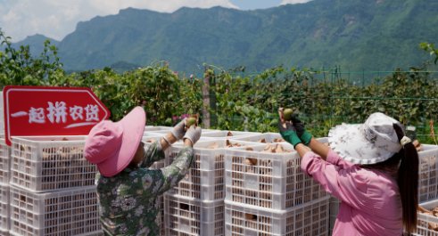 多多买菜的人工客服电话是多少？