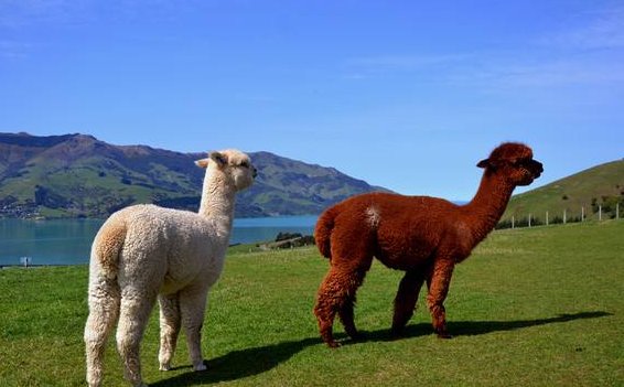 alpaca是什么面料