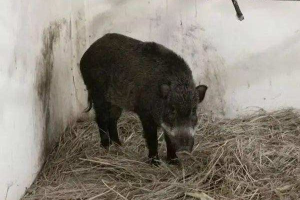 贵州一野猪闯进女装店倒头就睡，最终是被如何安置的？