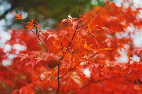 枫的拼音怎么写