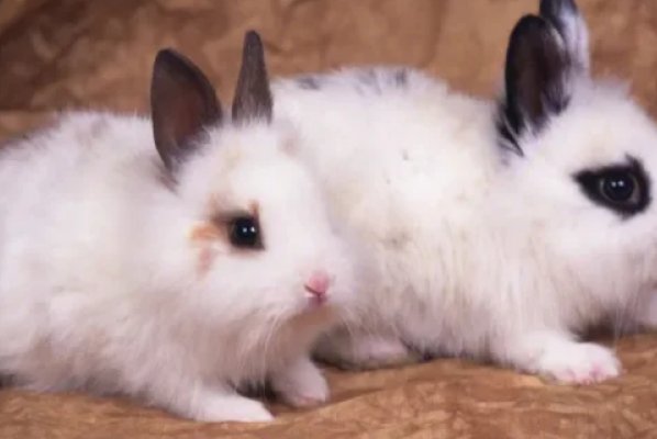 故家子弟是什么动物?