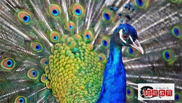 孔雀开屏什么意思