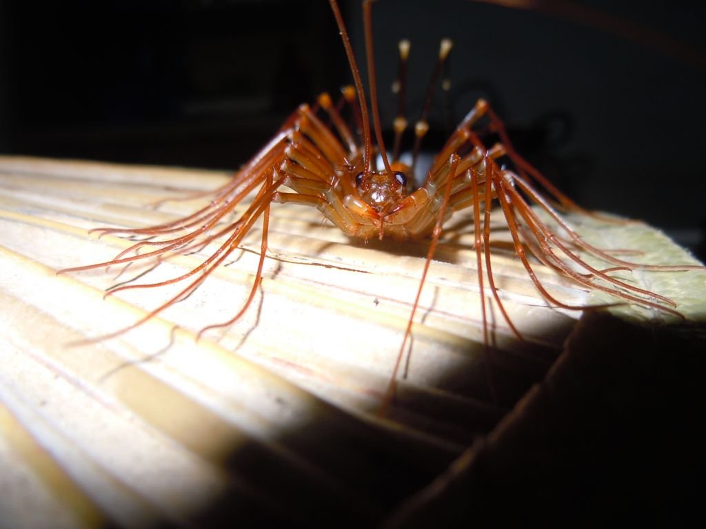 火山蚰蜒的介绍