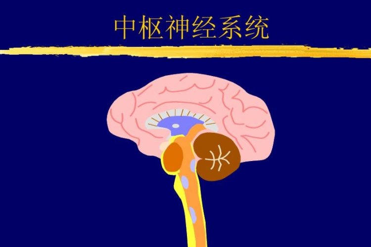 枢字怎么读