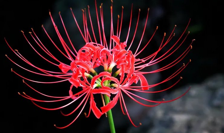 花语是堕落的花是什么?