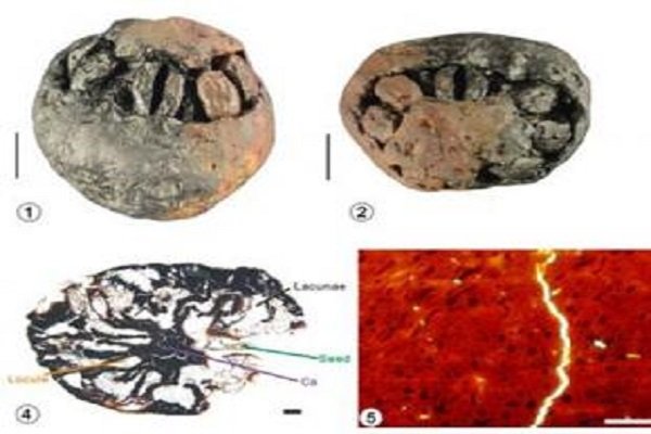 1500万年前的枣被专家发现，它为何能保存至今？