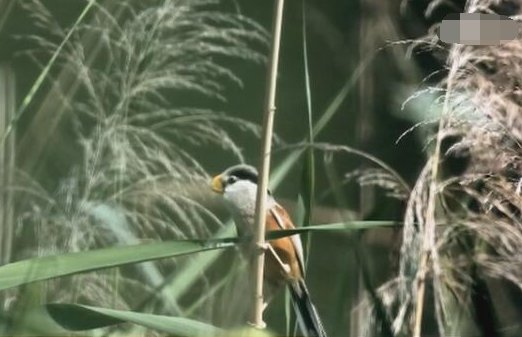 河北武强发现震旦鸦雀是怎么回事？