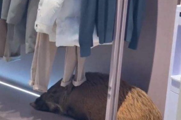 贵州一野猪闯进女装店倒头就睡，最终是被如何安置的？
