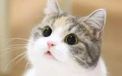 撒娇8连有哪些呢？