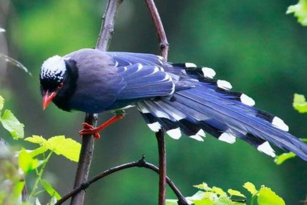 桉树和释槐鸟有什么关系吗？