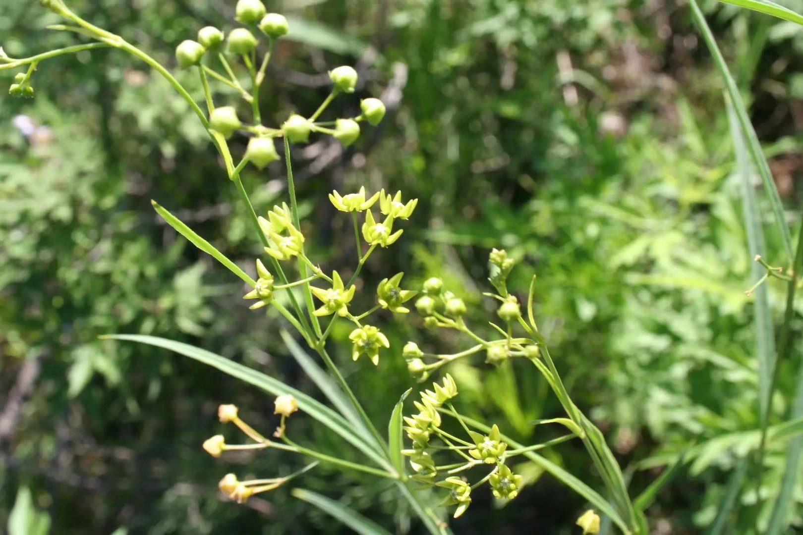 长卿是什么意思