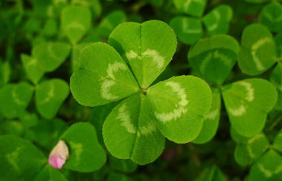 为什么三叶草和四叶草的区别这么大？