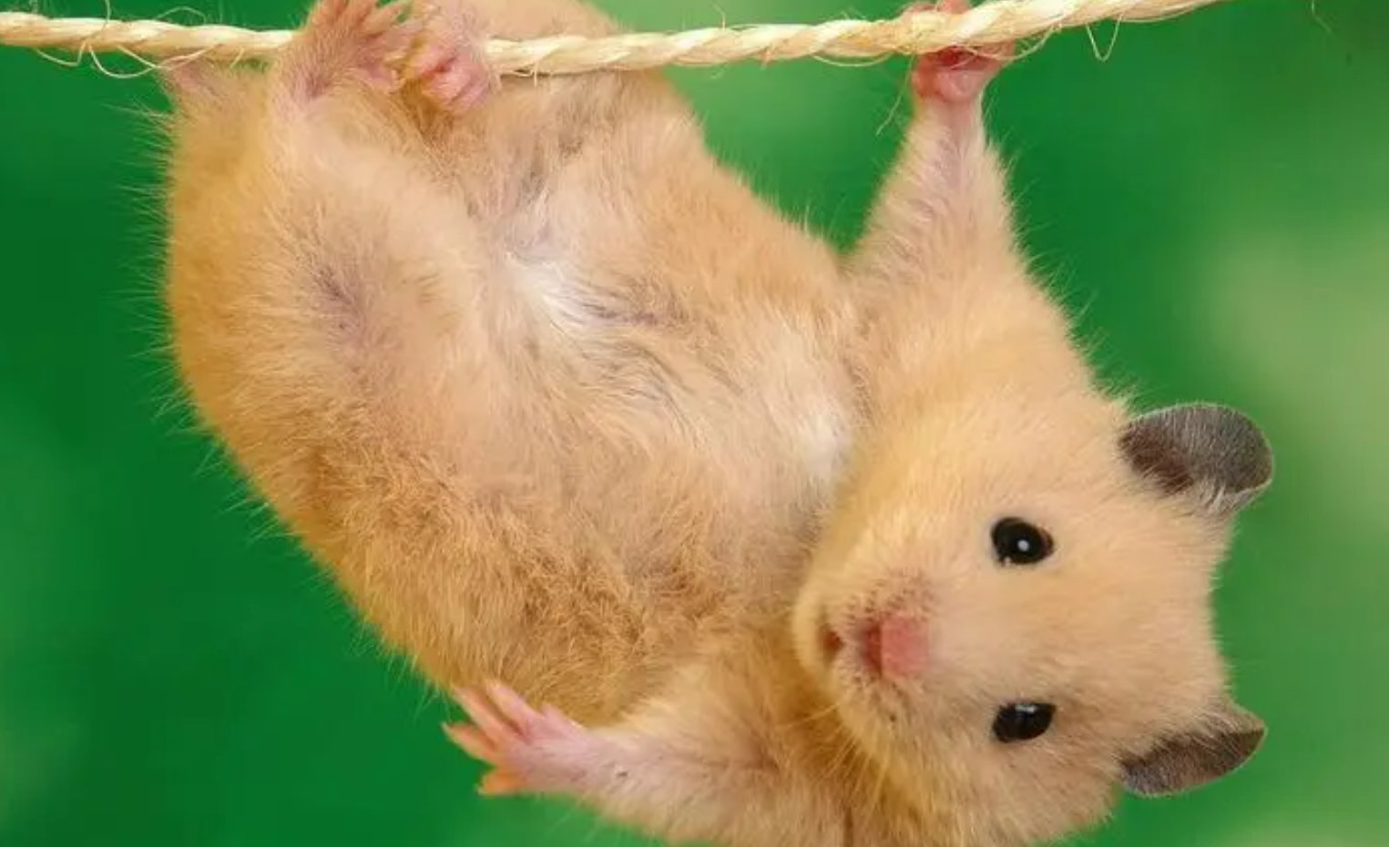 人和动物交流的软件叫什么