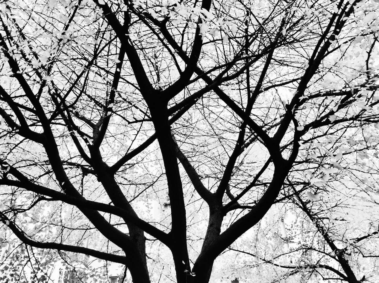 树影婆娑，风影摇曳，树影婆娑这句话是什么意思