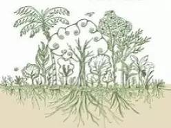 什么是厚土栽培