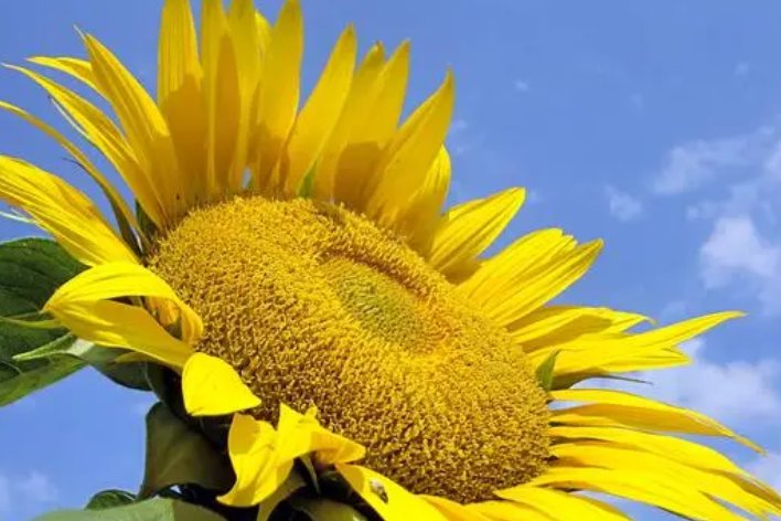 盎然生意的意思