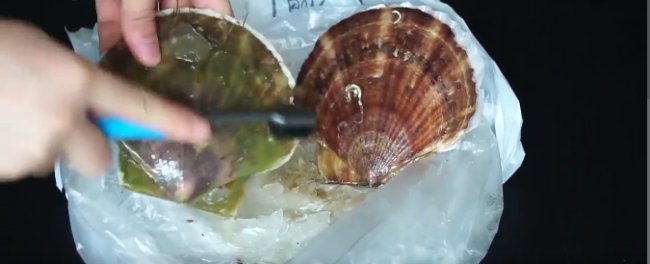 怎样去除扇贝中的泥