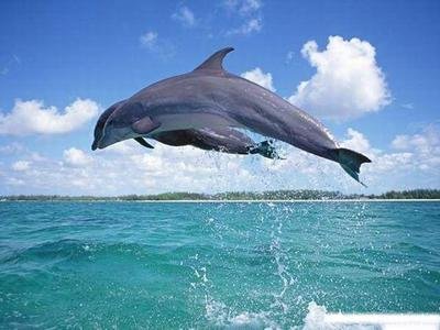 海豚式管理的管理观念