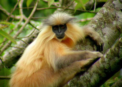 金色乌叶猴的分布范围