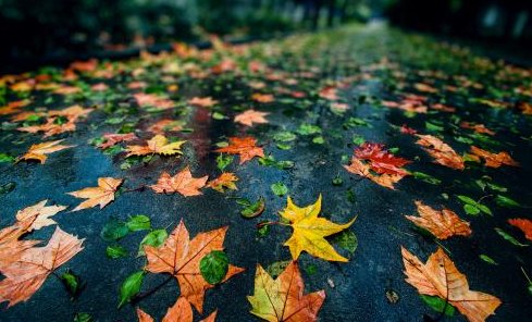 秋天的雨还把颜色给了谁?模仿文中的写法