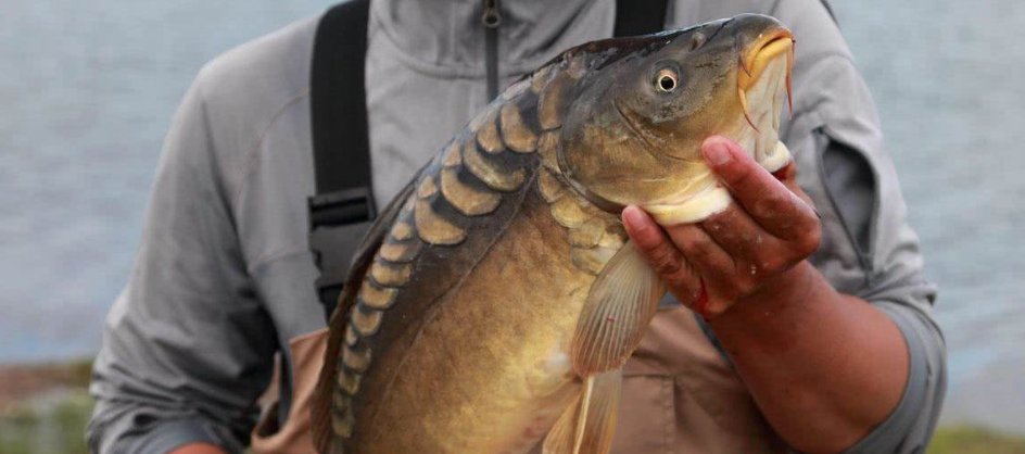 什么鱼有三道鳞？