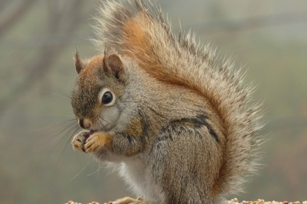 动物分为哪四大类