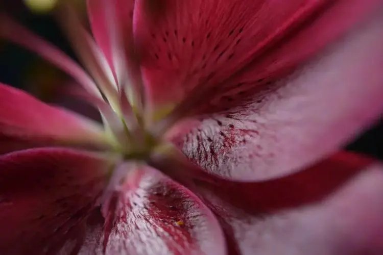 custom cursor是什么