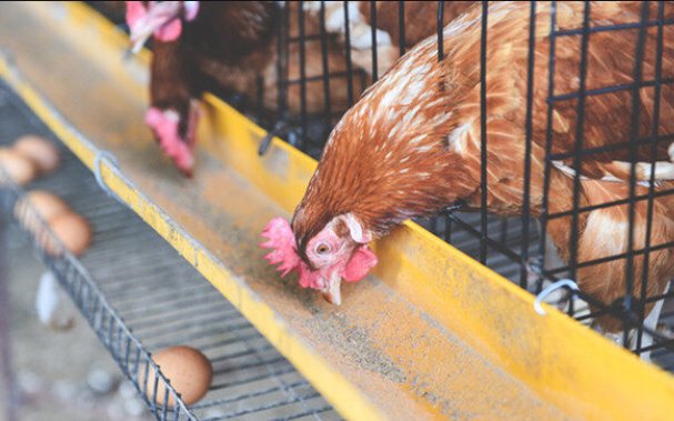 579鸡是什么品种