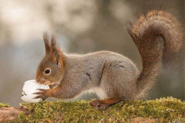 squirrels英语怎么读