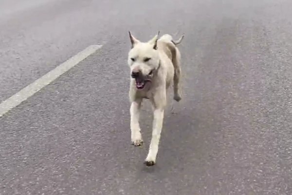 追的拼音怎么写