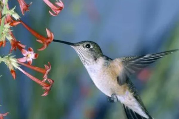 觅食是什么意思解释