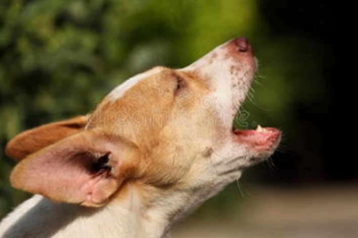 狺狺狂吠的意思