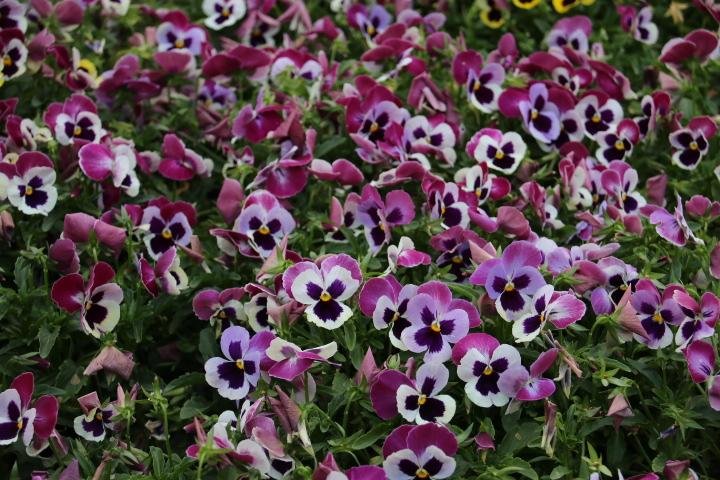 群芳吐艳是什么意思