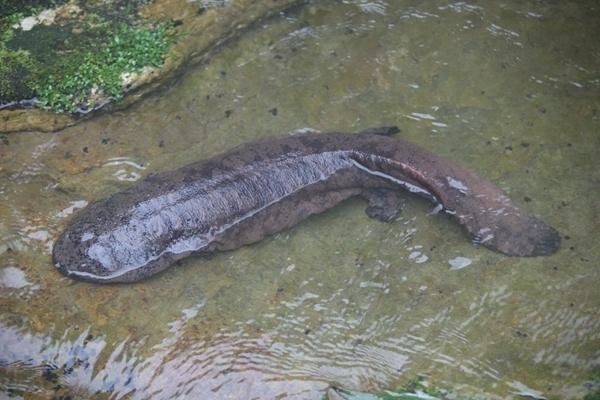 宁夏发现1.3米超50岁野生娃娃鱼，娃娃鱼的寿命是多久？