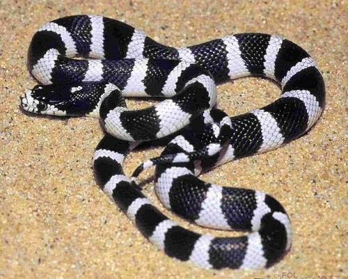 印度捕获一条罕见双头罗素蝰蛇，你还了解蛇的哪几个品种？