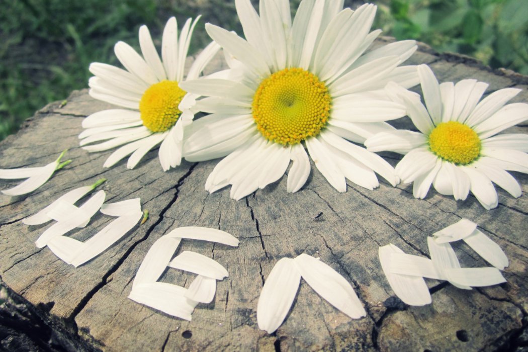 小清新是什么意思啊