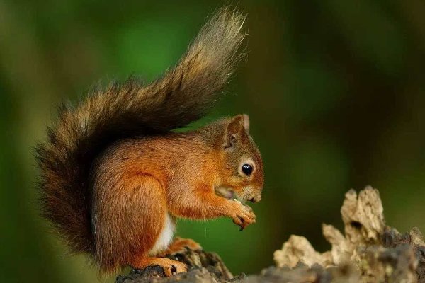 squirrels英语怎么读