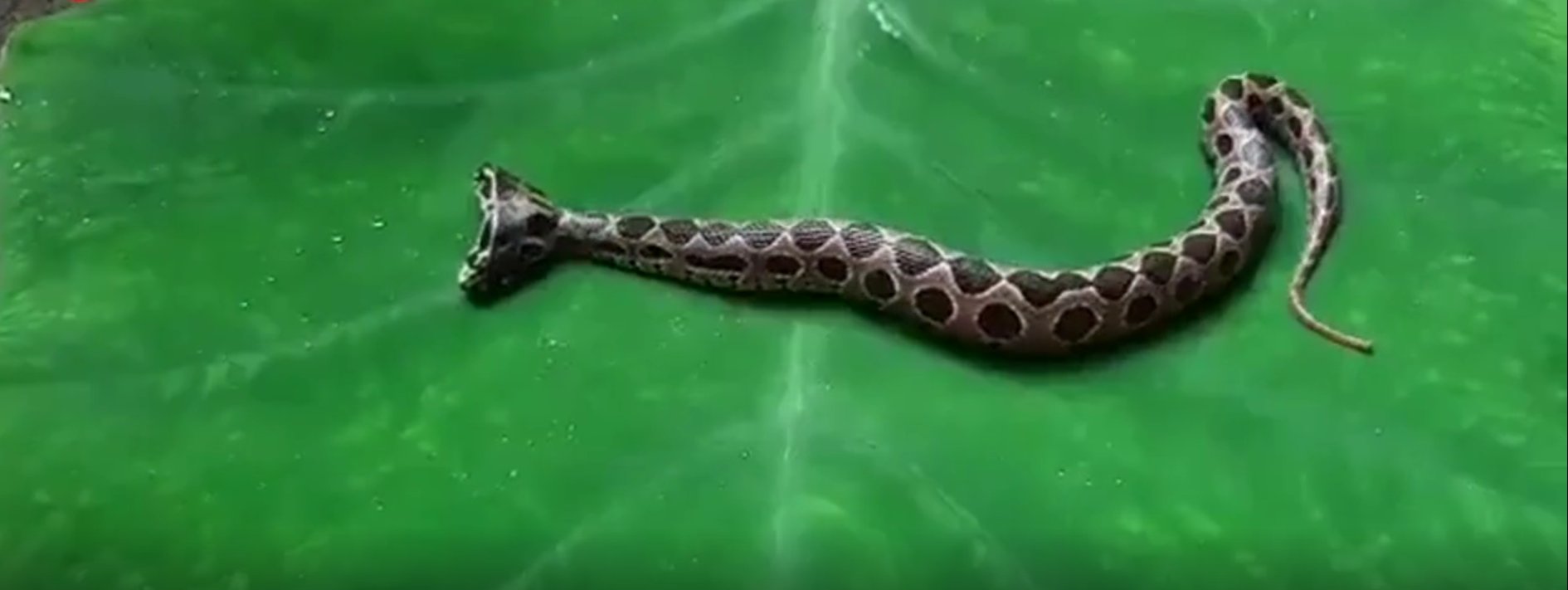 印度捕获一条罕见双头罗素蝰蛇，你还了解蛇的哪几个品种？