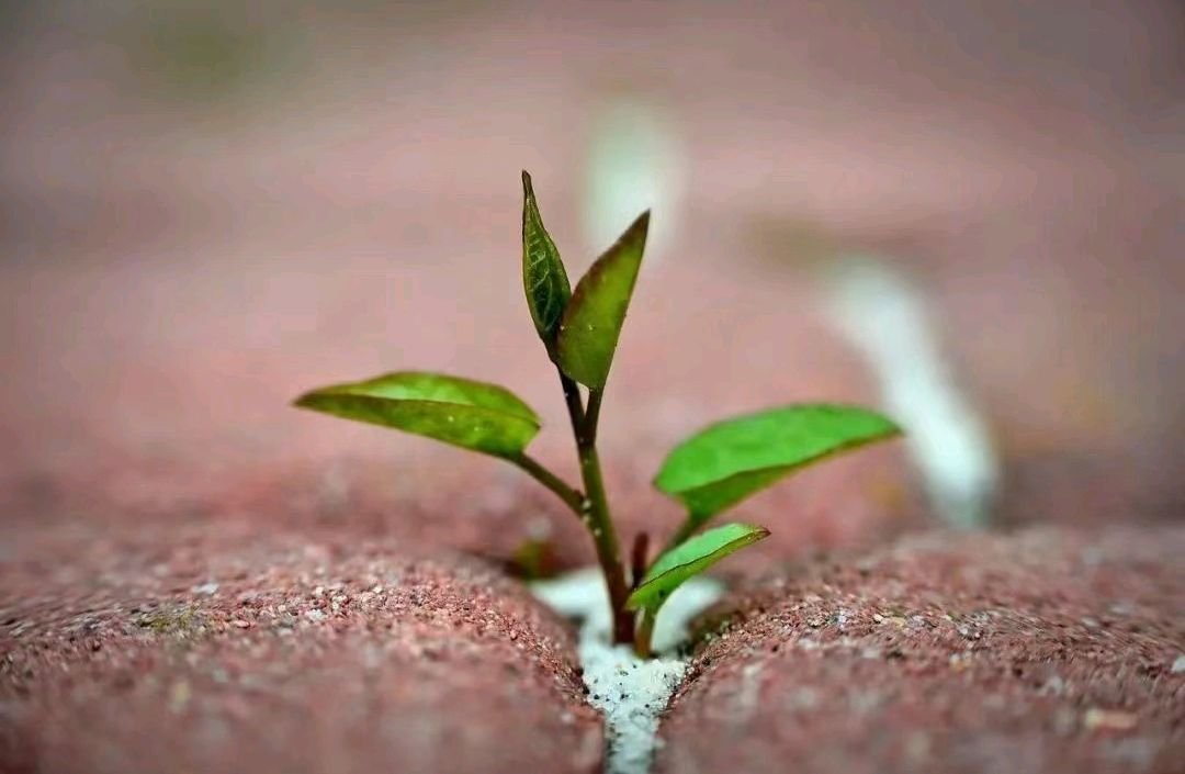 破茧重生什么意思