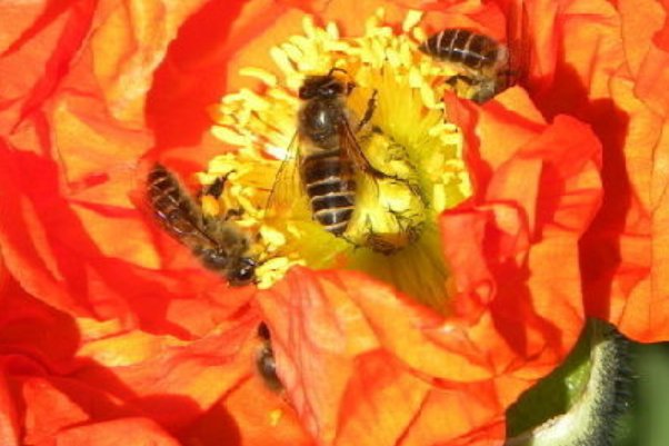 poppy英文是什么意思