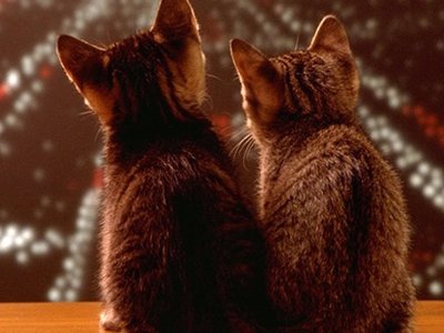 挚爱是什么意思？